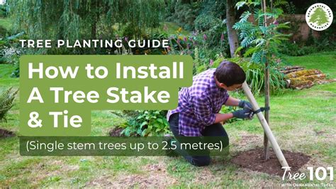 tape and stake trees